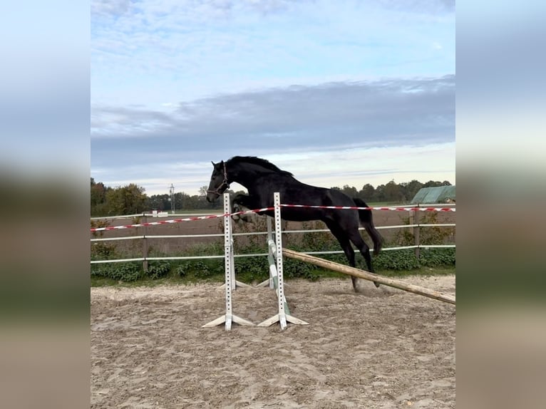 Hannoveriano Semental 3 años Musgo in Coesfeld
