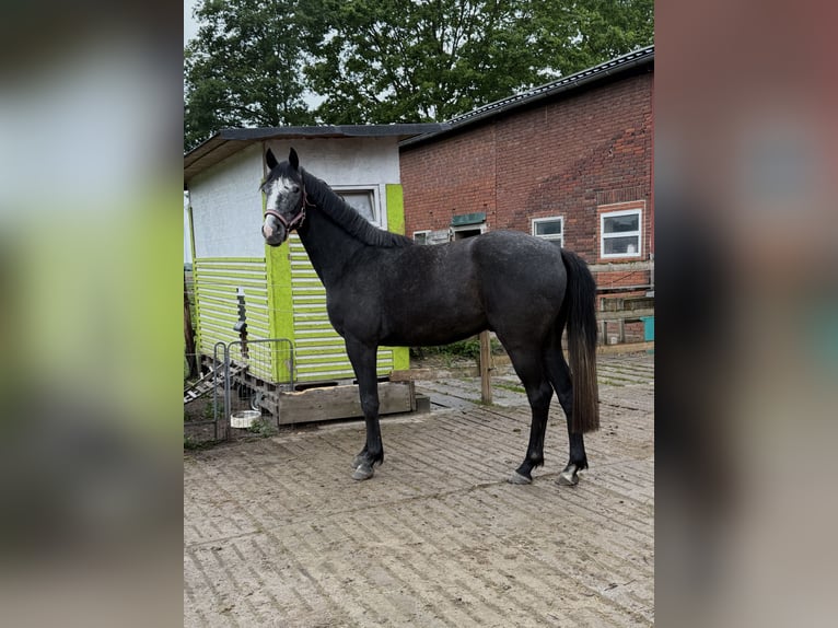 Hannoveriano Semental 3 años Musgo in Coesfeld