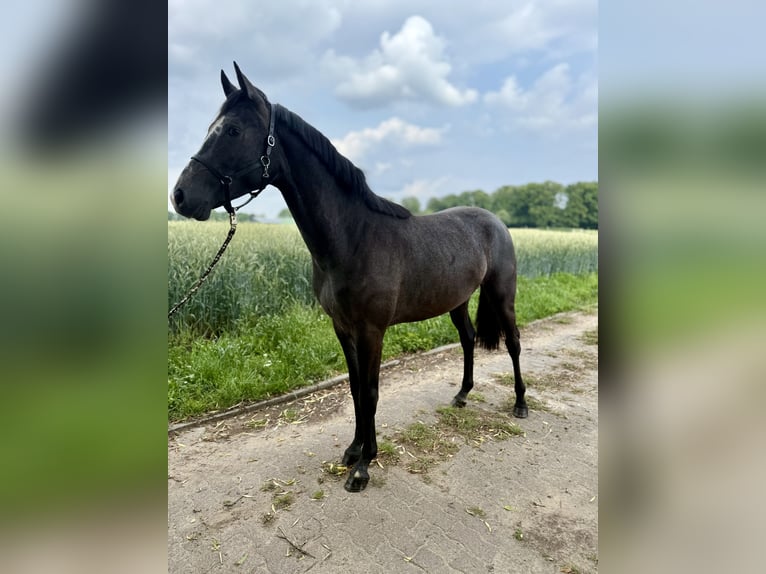 Hannoveriano Semental 3 años Musgo in Coesfeld