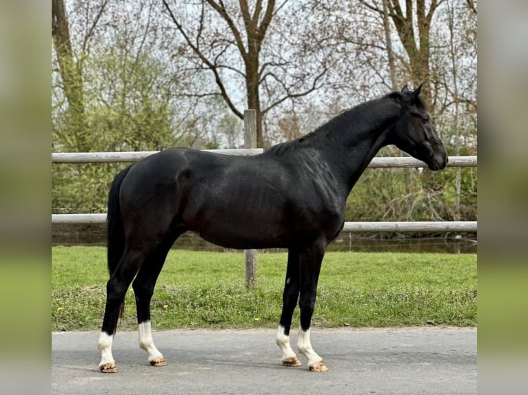 Hannoveriano Semental 3 años Negro in Vechta