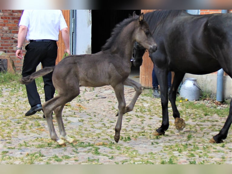 Hannoveriano Semental 3 años Negro in Hankensbüttel
