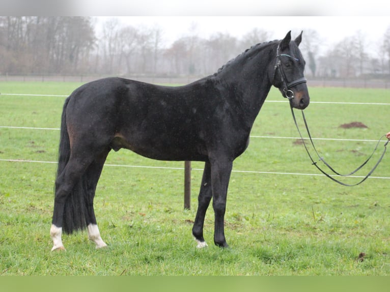 Hannoveriano Semental 4 años 160 cm Castaño oscuro in Freren