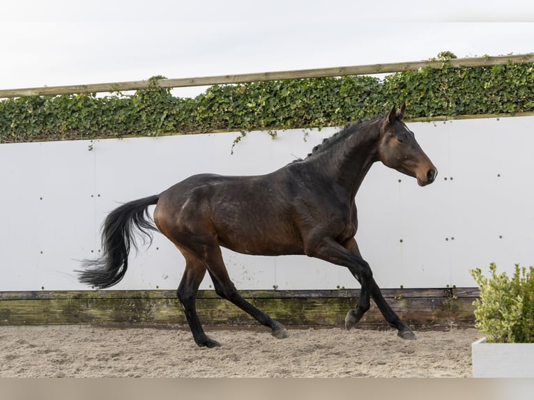 Hannoveriano Semental 4 años 163 cm Castaño oscuro in Waddinxveen