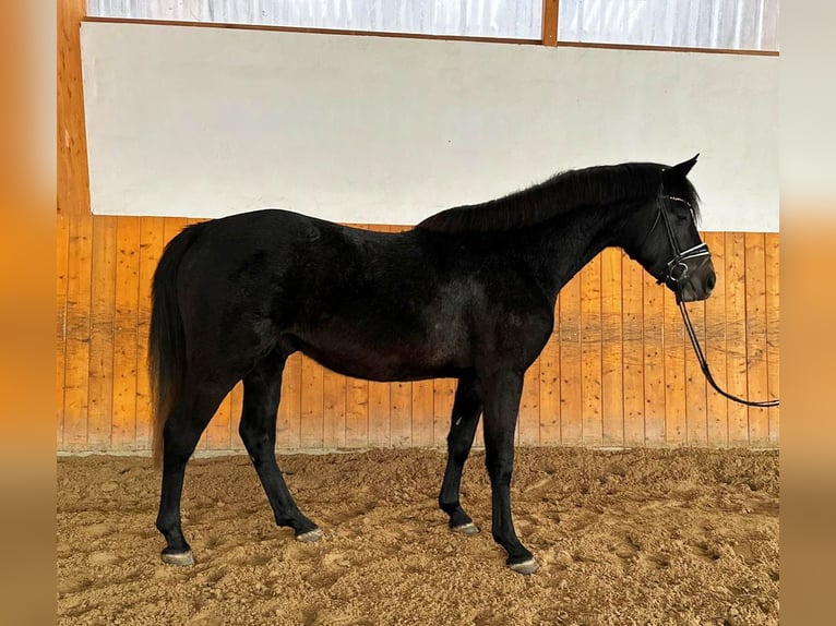 Hannoveriano Semental 4 años 163 cm Tordo in Salzhemmendorf