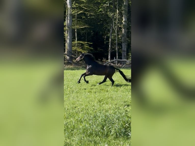 Hannoveriano Semental 4 años 165 cm Castaño oscuro in Todenbüttel