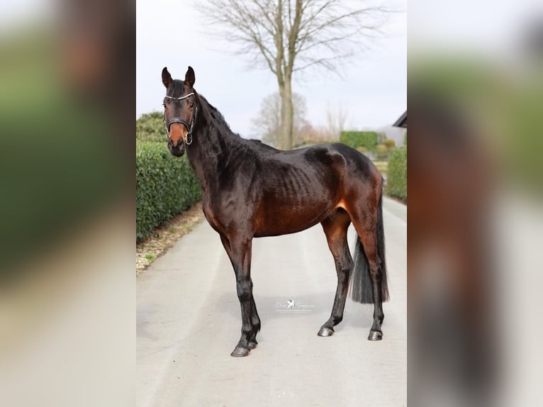Hannoveriano Semental 4 años 165 cm Morcillo in Gro&#xDF;heide Berumerfehn