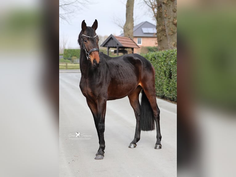 Hannoveriano Semental 4 años 165 cm Morcillo in Gro&#xDF;heide Berumerfehn