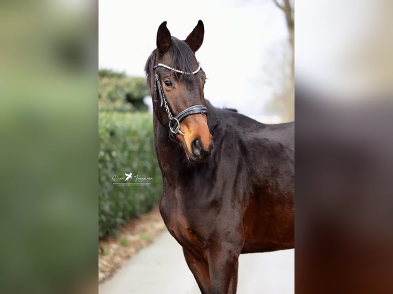 Hannoveriano Semental 4 años 165 cm Morcillo in Gro&#xDF;heide Berumerfehn