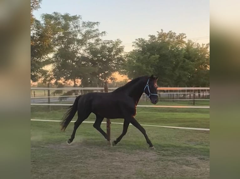 Hannoveriano Semental 4 años 165 cm Negro in Tass