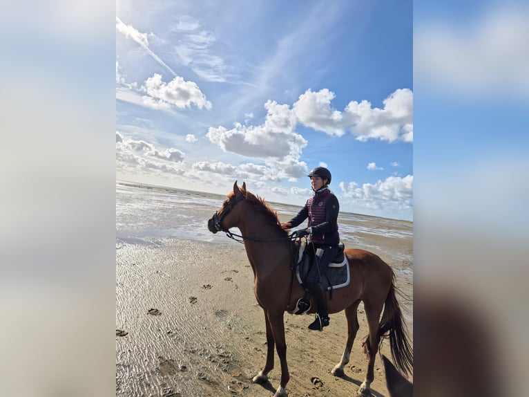 Hannoveriano Semental 4 años 166 cm Alazán in Sankt Peter-Ording