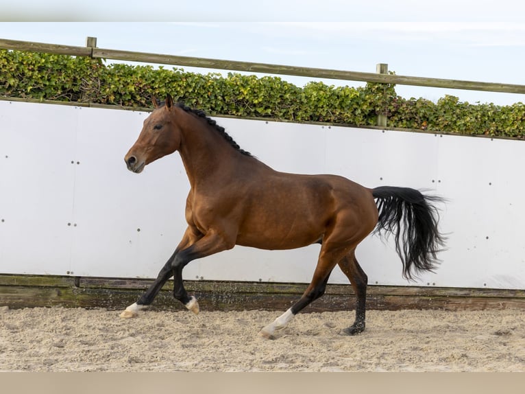 Hannoveriano Semental 4 años 166 cm Castaño in Waddinxveen