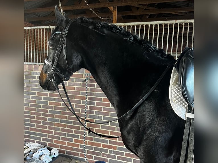 Hannoveriano Semental 4 años 168 cm in Freren