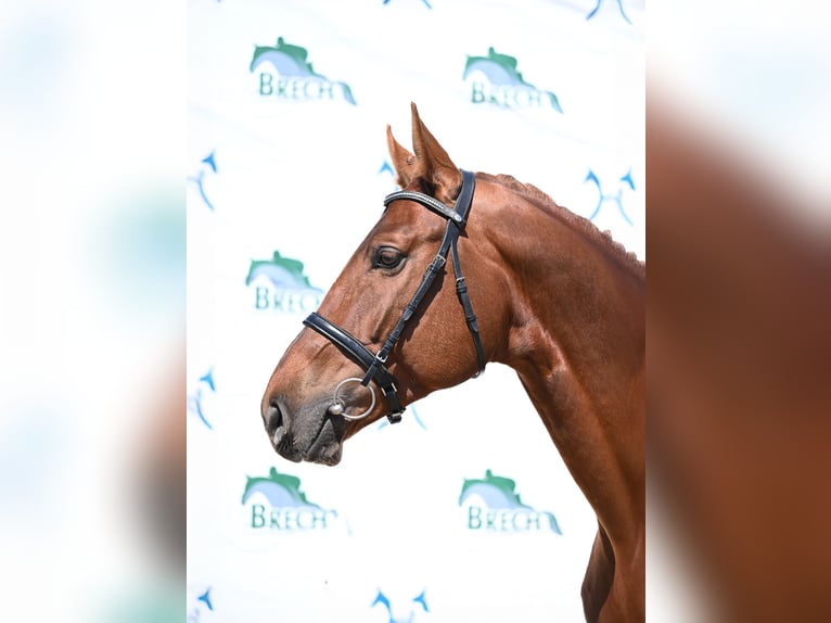 Hannoveriano Semental 4 años 174 cm Alazán-tostado in Verden