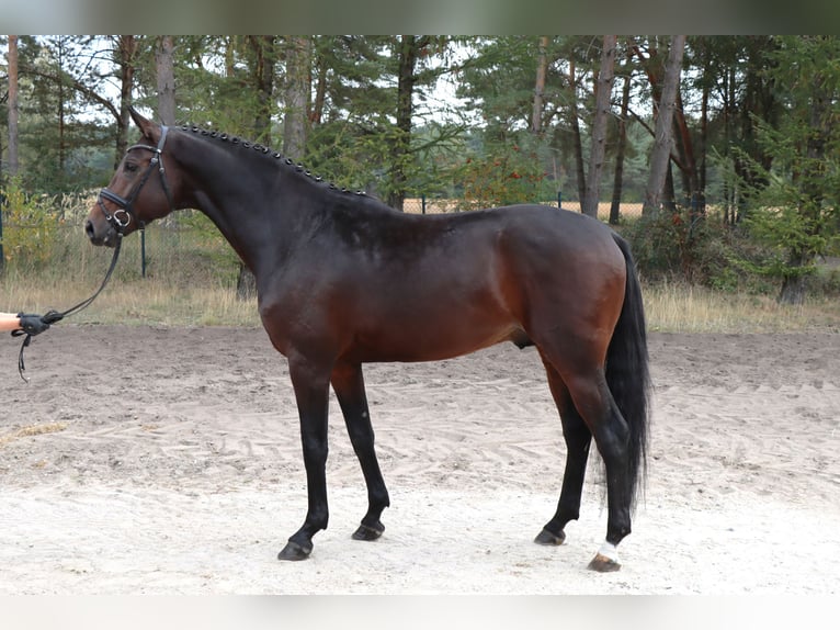 Hannoveriano Semental 4 años 175 cm Castaño oscuro in Celle