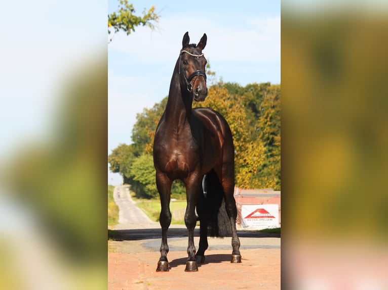 Hannoveriano Semental 4 años 176 cm Castaño oscuro in Bramsche