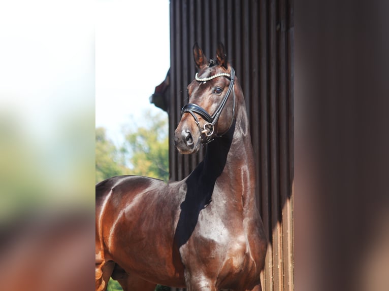 Hannoveriano Semental 4 años 176 cm Castaño oscuro in Bramsche