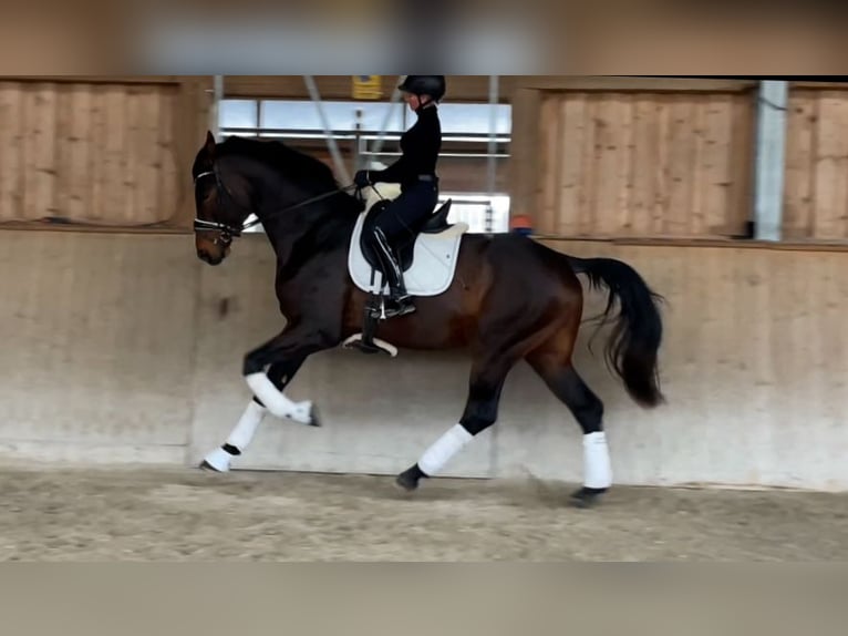 Hannoveriano Semental 4 años 176 cm Castaño oscuro in Neckargemünd