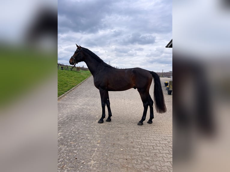 Hannoveriano Semental 4 años 176 cm Castaño oscuro in Neckargemünd