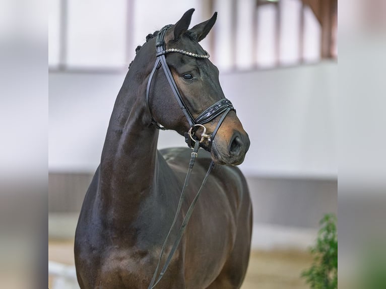 Hannoveriano Semental 4 años Castaño in Münster-Handorf