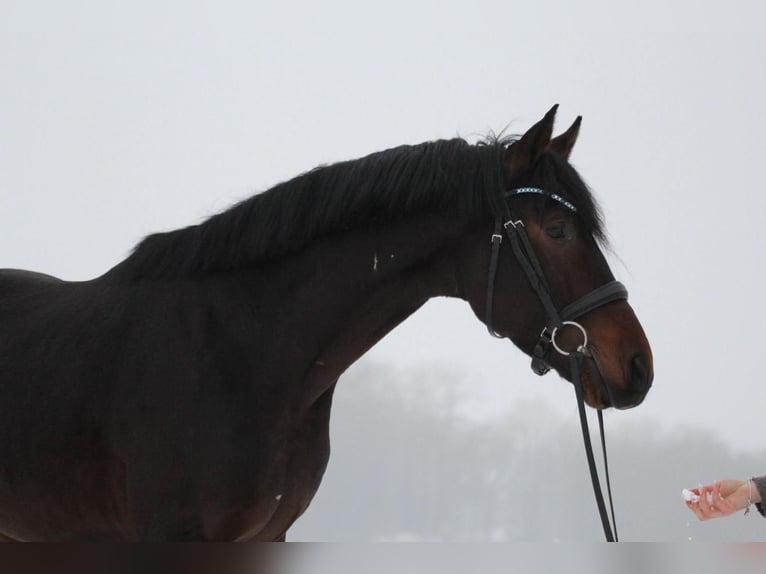 Hannoveriano Semental 5 años 162 cm Castaño oscuro in Freren