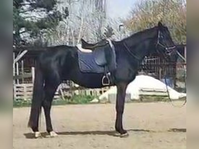 Hannoveriano Semental 5 años 168 cm Negro in Petersberg