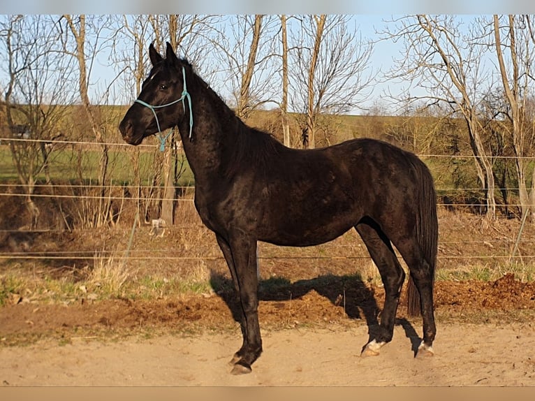 Hannoveriano Semental 5 años 168 cm Negro in Petersberg