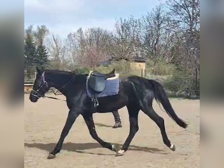 Hannoveriano Semental 5 años 168 cm Negro in Petersberg