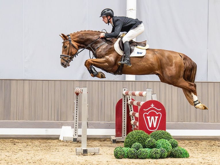 Hannoveriano Semental 6 años 164 cm Alazán-tostado in Münster-Handorf