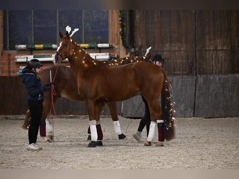 Hannoveriano Semental 7 años 168 cm in Preußisch Oldendorf