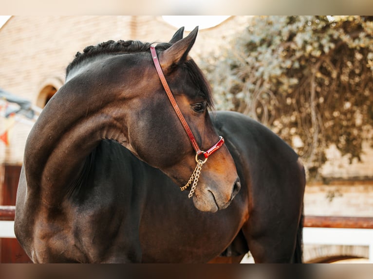 Hannoveriano Semental 7 años 175 cm Castaño in El Catllar