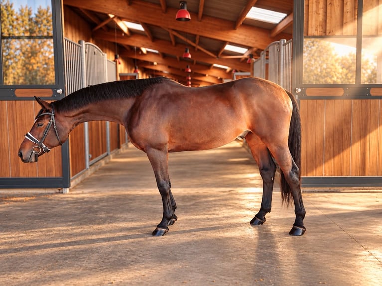 Hannoveriano Semental 9 años 169 cm Castaño oscuro in La Roche-sur-Yon