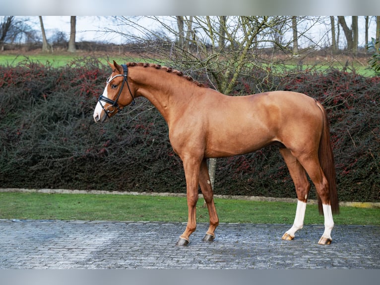 Hannoveriano Semental Alazán in Ostercappeln