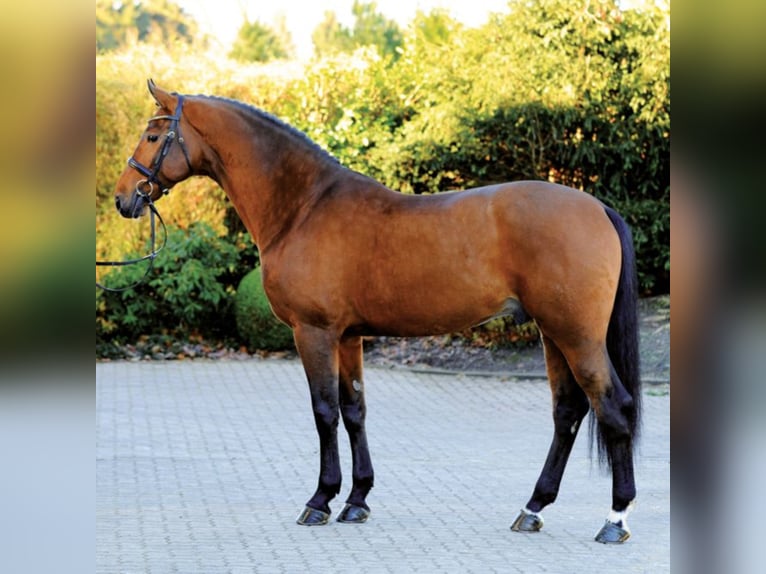 Hannoveriano Semental in Klein Offenseth-Sparrieshoop