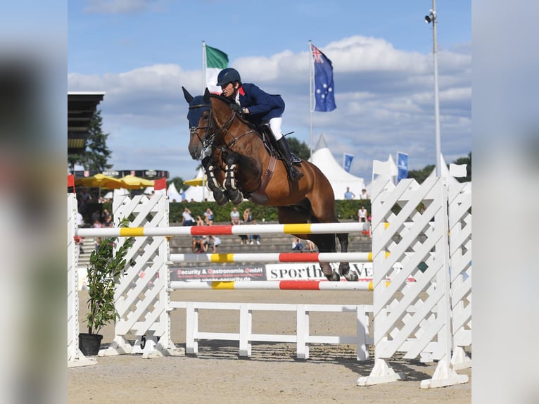 Hannoveriano Semental in Klein Offenseth-Sparrieshoop