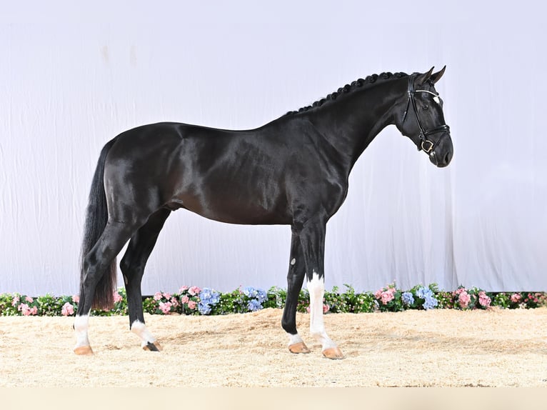 Hannoveriano Semental Negro in Adelheidsdorf