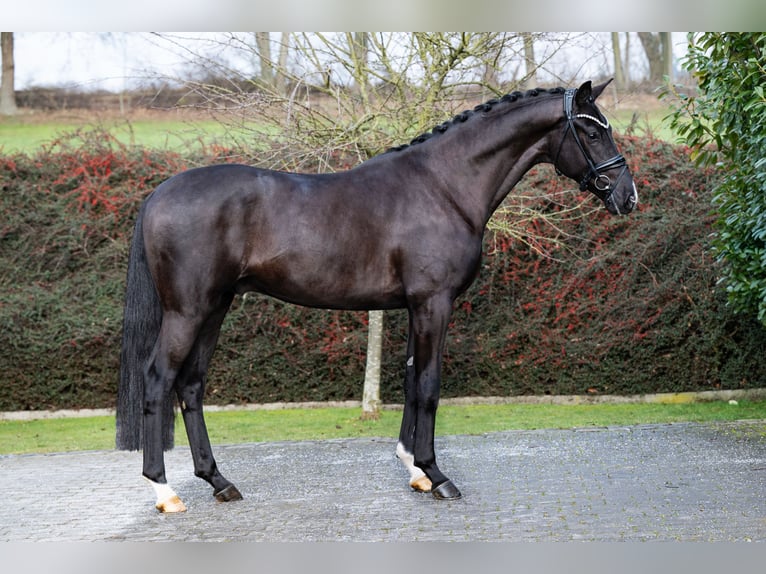 Hannoveriano Semental Negro in Ostercappeln