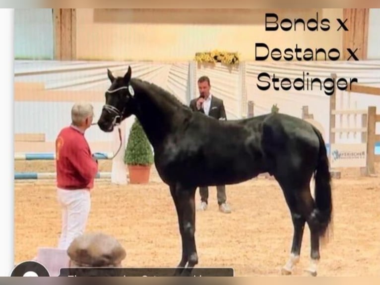Hannoveriano Semental Negro in Stetten