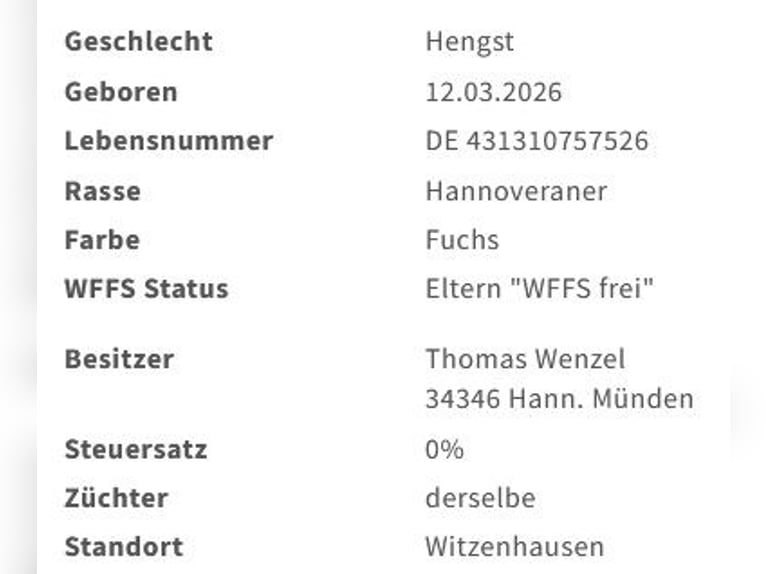 Hannoveriano Semental Potro (03/2026) 106 cm Alazán in Witzenhausen