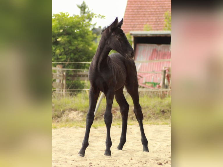 Hannoveriano Semental  118 cm Negro in Bramstedt