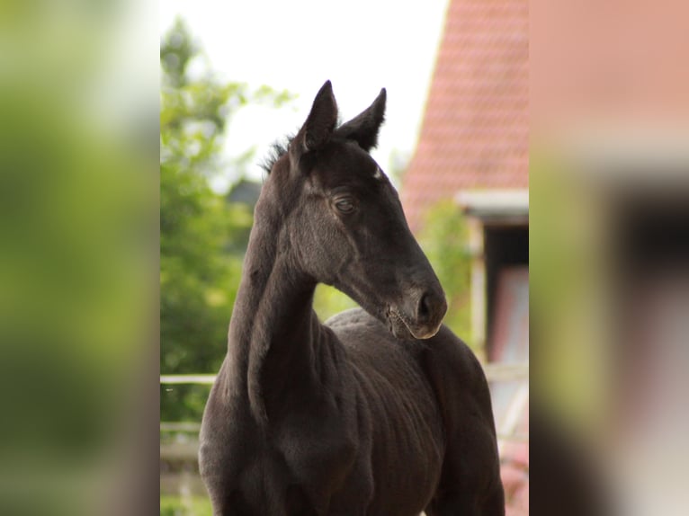 Hannoveriano Semental  118 cm Negro in Bramstedt