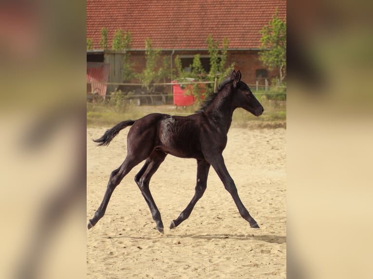 Hannoveriano Semental  118 cm Negro in Bramstedt
