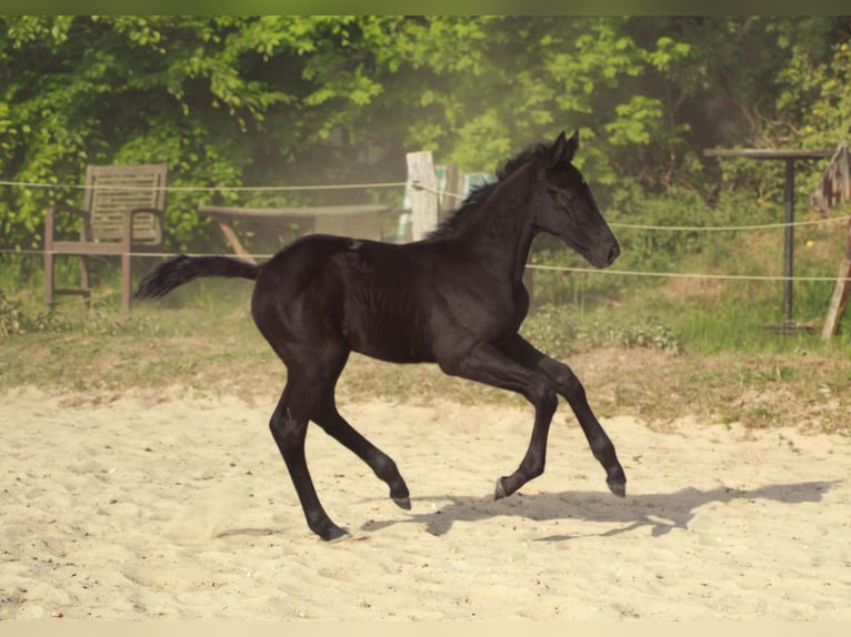 Hannoveriano Semental  118 cm Negro in Bramstedt