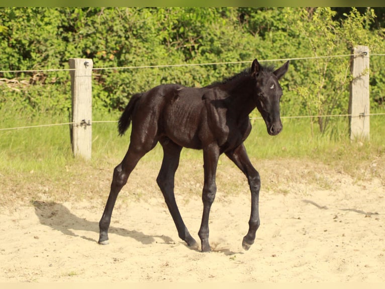 Hannoveriano Semental  118 cm Negro in Bramstedt