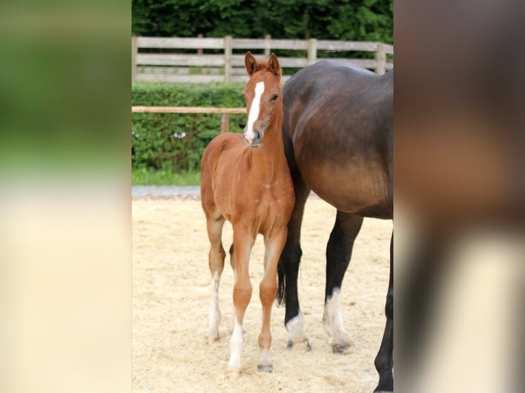 Hannoveriano Semental Potro (04/2024) 162 cm Alazán in Kutenholz