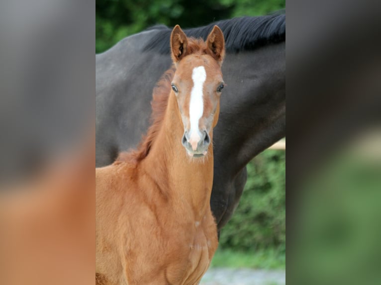 Hannoveriano Semental Potro (04/2024) 162 cm Alazán in Kutenholz