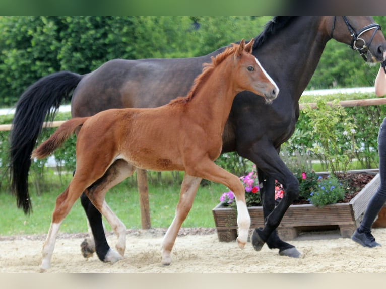 Hannoveriano Semental Potro (04/2024) 162 cm Alazán in Kutenholz