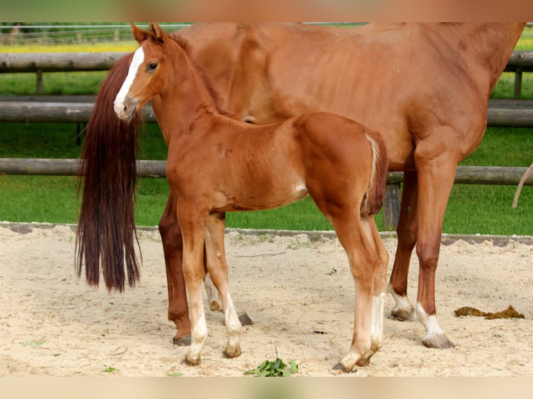 Hannoveriano Semental Potro (05/2024) 168 cm Alazán in Kutenholz