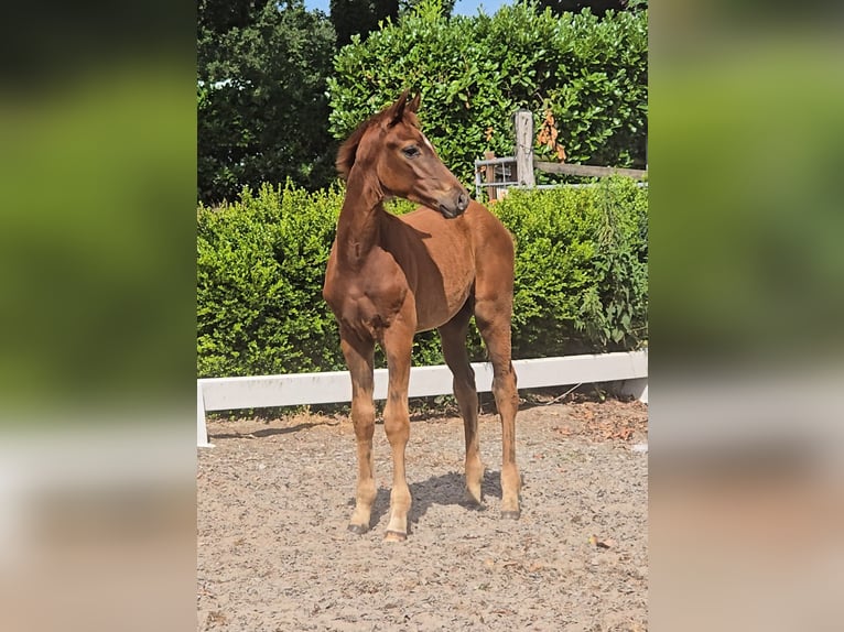 Hannoveriano Semental Potro (04/2026) 168 cm Alazán in Niederlangen