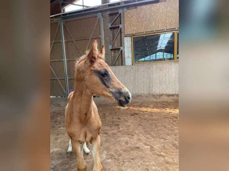 Hannoveriano Semental Potro (04/2026) 168 cm Alazán-tostado in Fenkensees