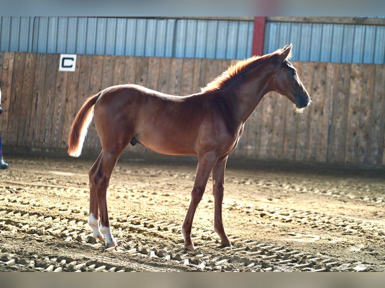 Hannoveriano Semental Potro (04/2024) 168 cm Alazán-tostado in Husum